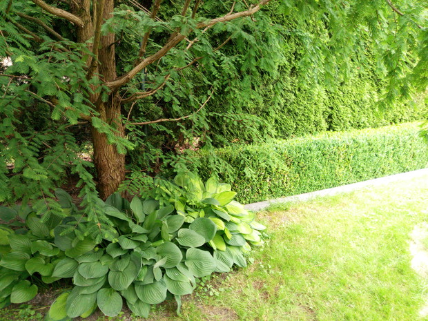 Ogromne funkie, bukszpan. Trochę cienia.