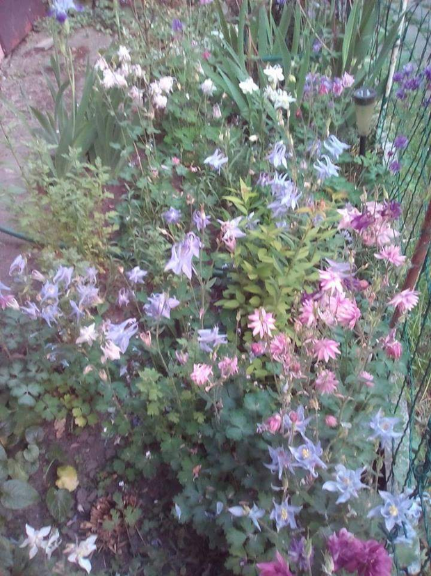 Orliki wyhodowane z nasion - są przepiękne i same potem się dalej wysiewają tak jak niezapominajka czy dzwonki, na co im pozwalam z radością.