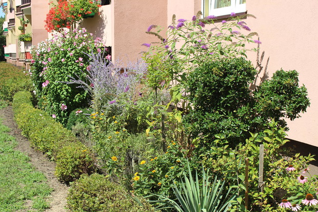 otoczenie balkonu: perowskia, budleja dawida, juka kalifornijska, lilie, migdałowiec i inne