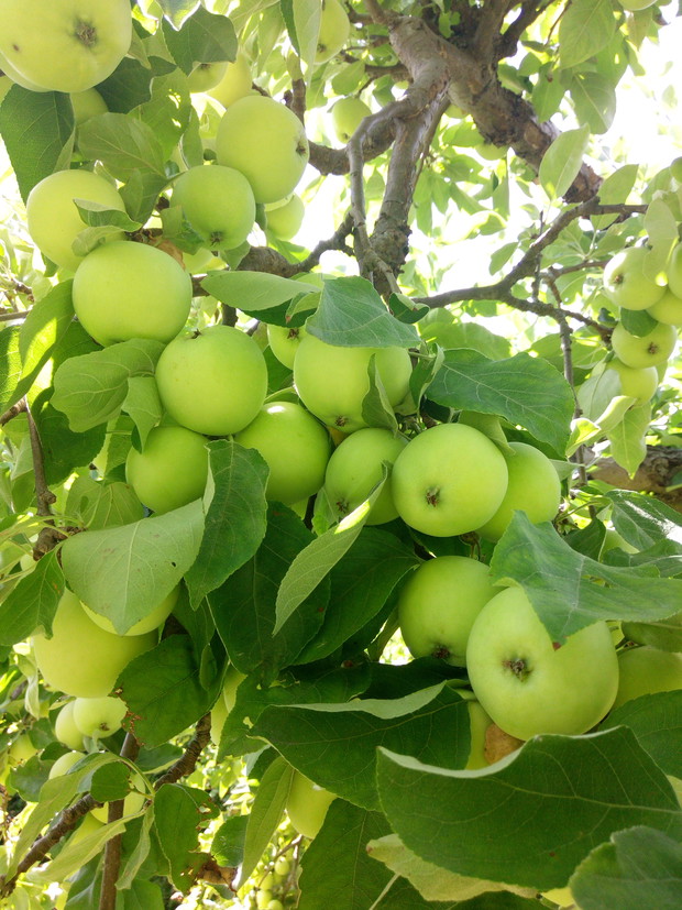 Papierówki, jak kiść winigron