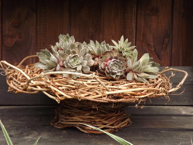 Patera z winobluszczu. Wszystkie dekoracje do ogrodu sama tworzę.