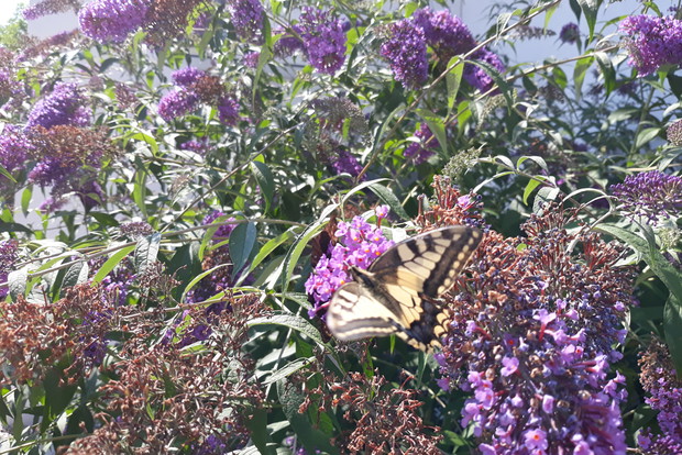 paź królowej na mojej budleji