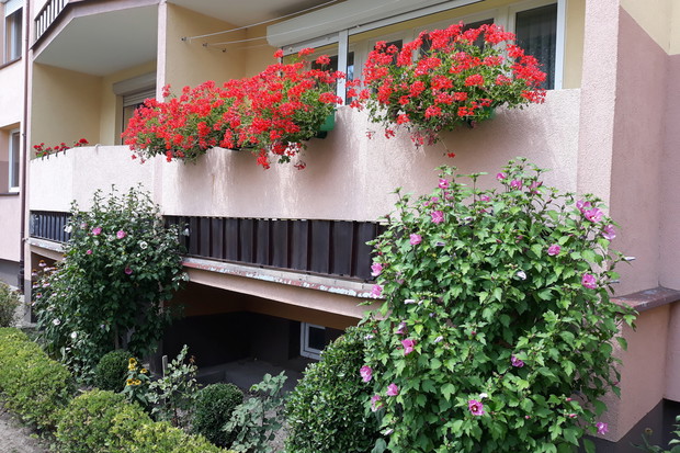 pelargonie bluszczolistne oraz hibiskusy pod balkonem