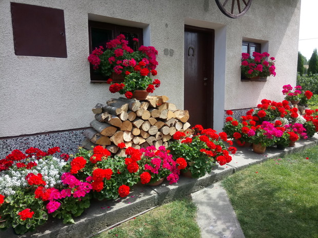 Pelargonie są już ze mną kilkanaście lat,sama rozmnażam je każdego roku.