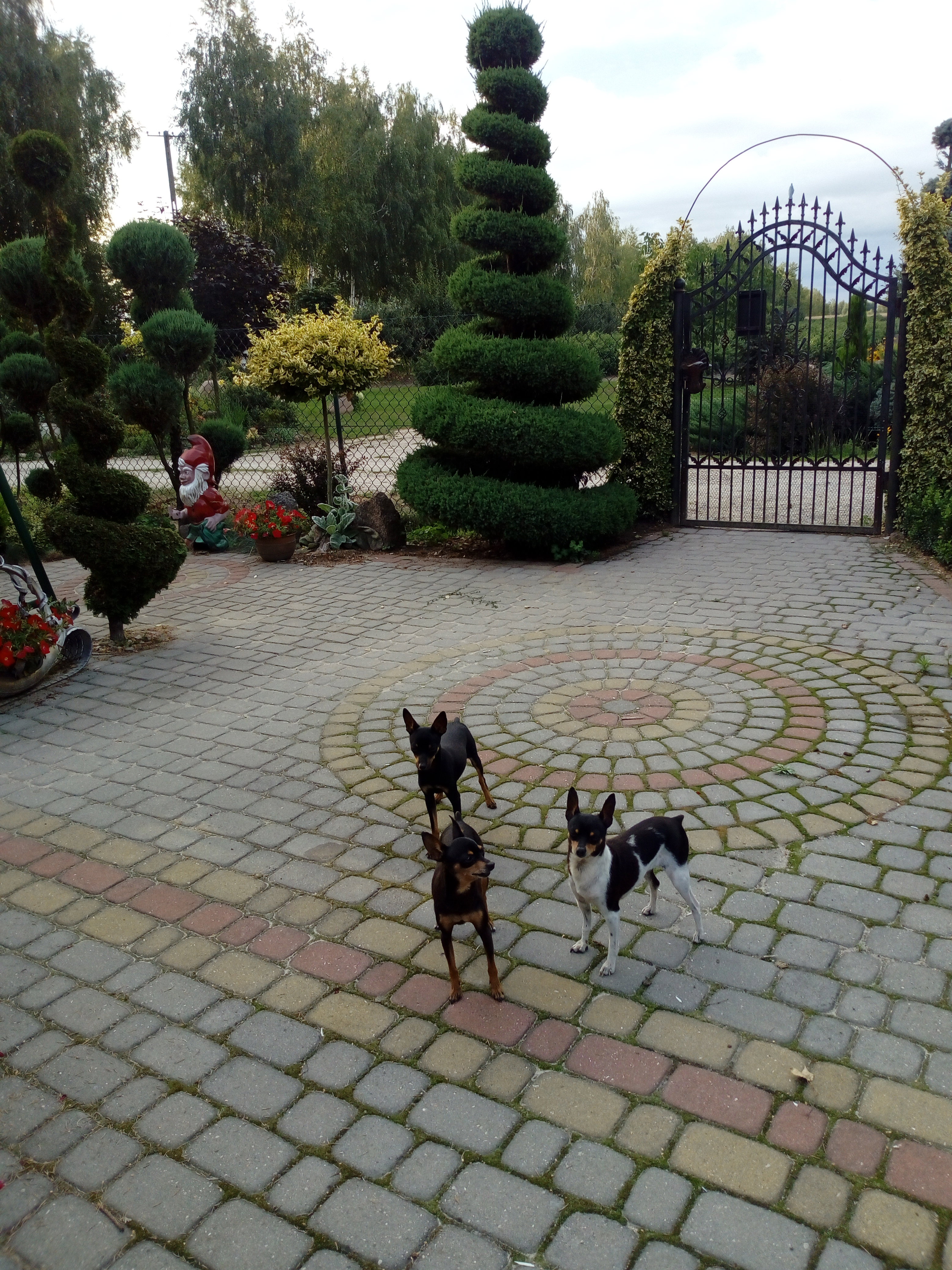 Perełka w naszym ogrodzie- świderek z tui..