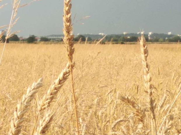 Piekne łany tuż za rogiem