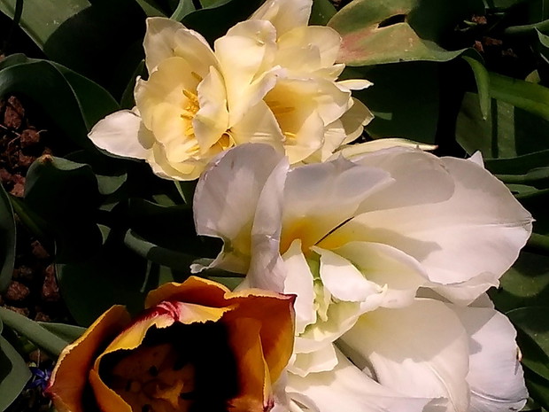 piękne okazy tulipanów