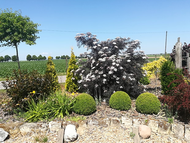 Piękny bez "Black Lace" w pełni kwitnienia.