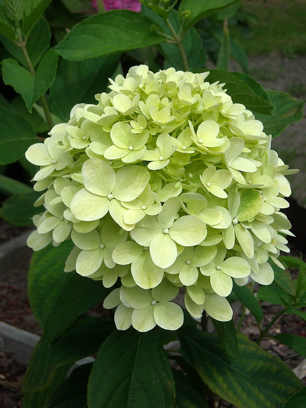 Pierwszy kwiat ukorzenionej z uciętego w grudniu patyczka hortensji bukietowej Limelight.