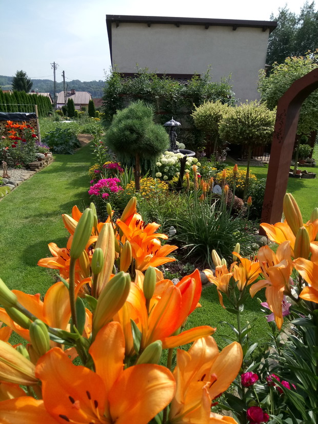 Pomarańczowe lilie zastępują slońce w pochmurne dni.