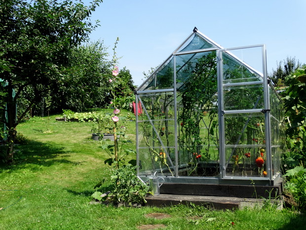 Pomidorki z własnej uprawy.