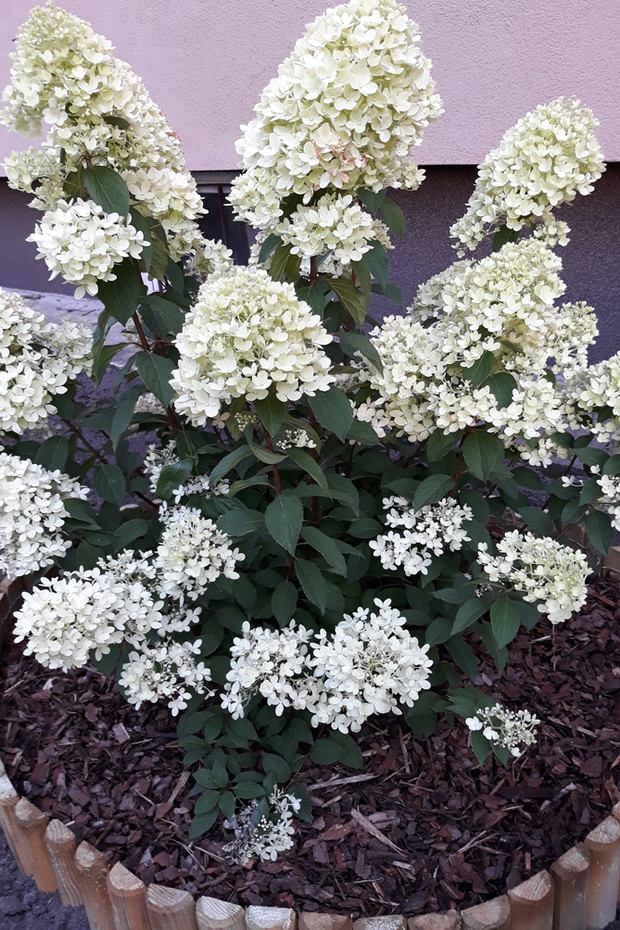 przed blokiem również w moim ogródku hortensja odmiany limelight