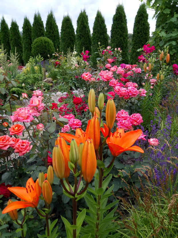 Przy takiej ilości kwiatów w ogrodzie każdego dnia jest głośno,owady kochają moje kwiaty.