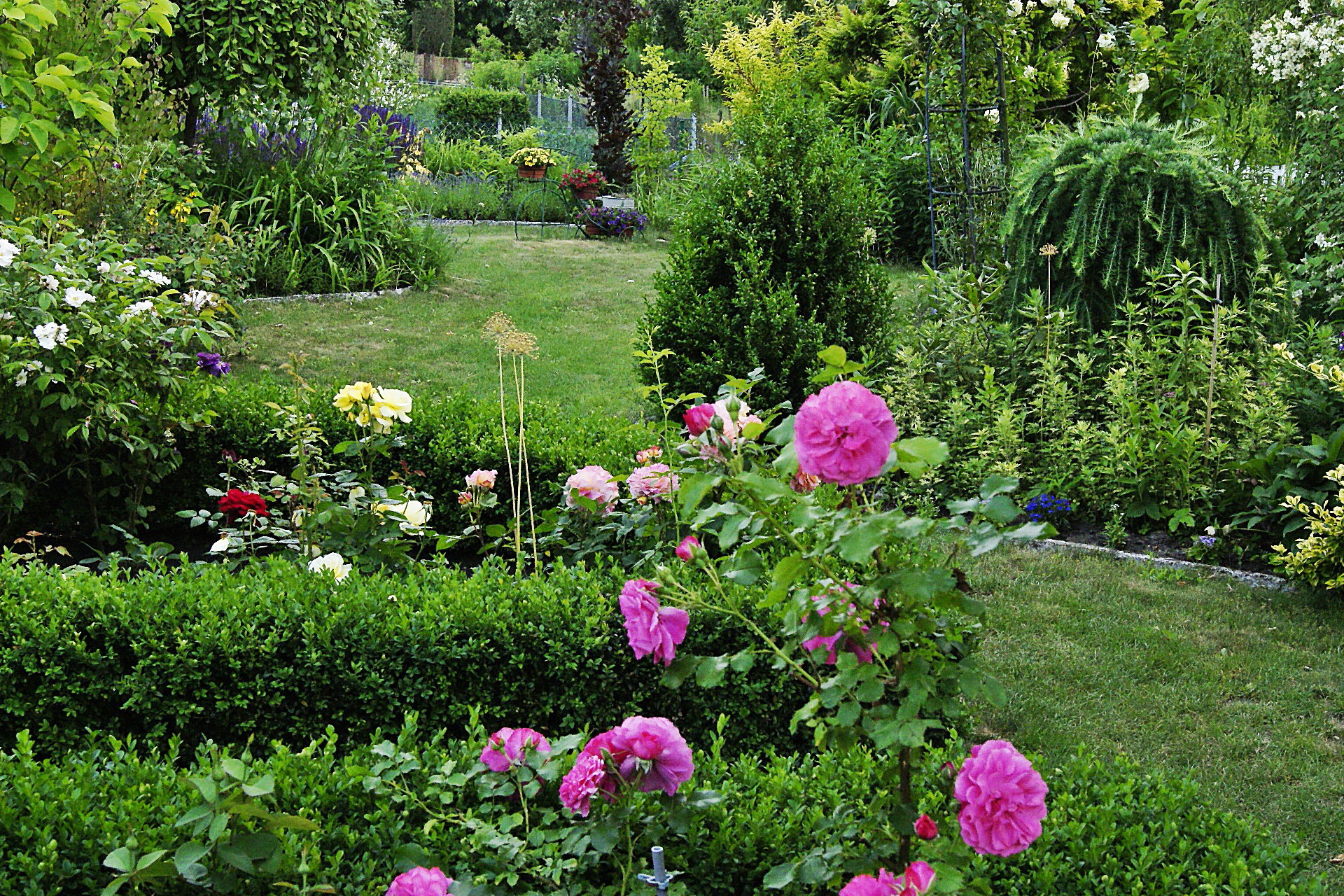 Rabata Różana a w tle Formowany bukszpan