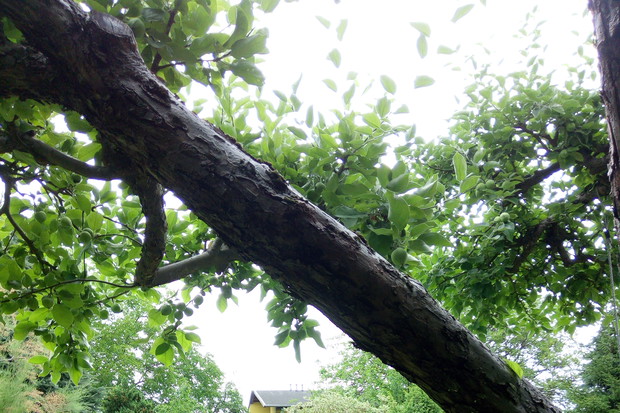 Relaks na hamaku. Zieleń w całej mnogości odcieni