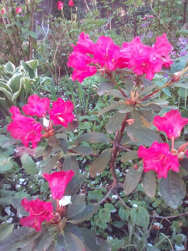 Rododendron karłowy "Scarlet Wonder" i tulipany rosną w towarzystwie host, żurawek i  hortensji, które kwitną dopiero latem. 