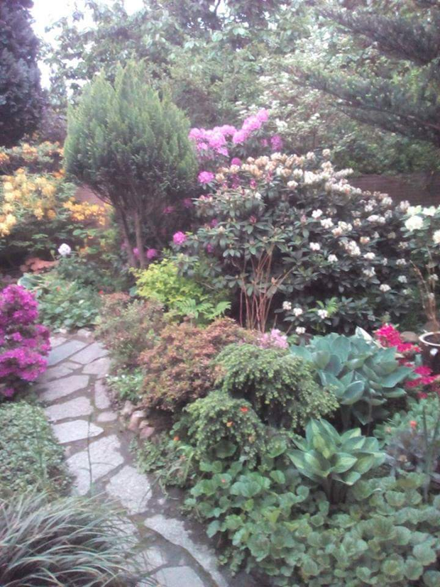 Rododendrony dobrze rosną wśród iglaków, a azalie japońskie rosną w towarzystwie choiny kanadyjskiej i miniaturowej  tuji  "Teddy".