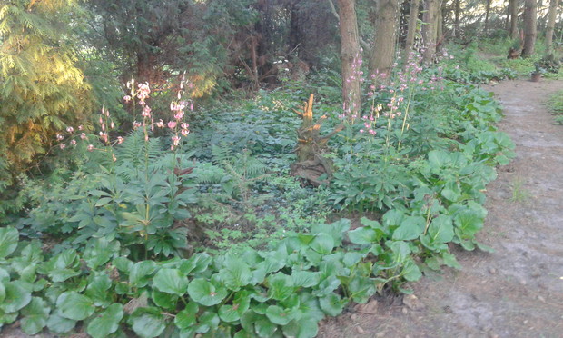 Rośliny leśne w zagajniku sosnowym