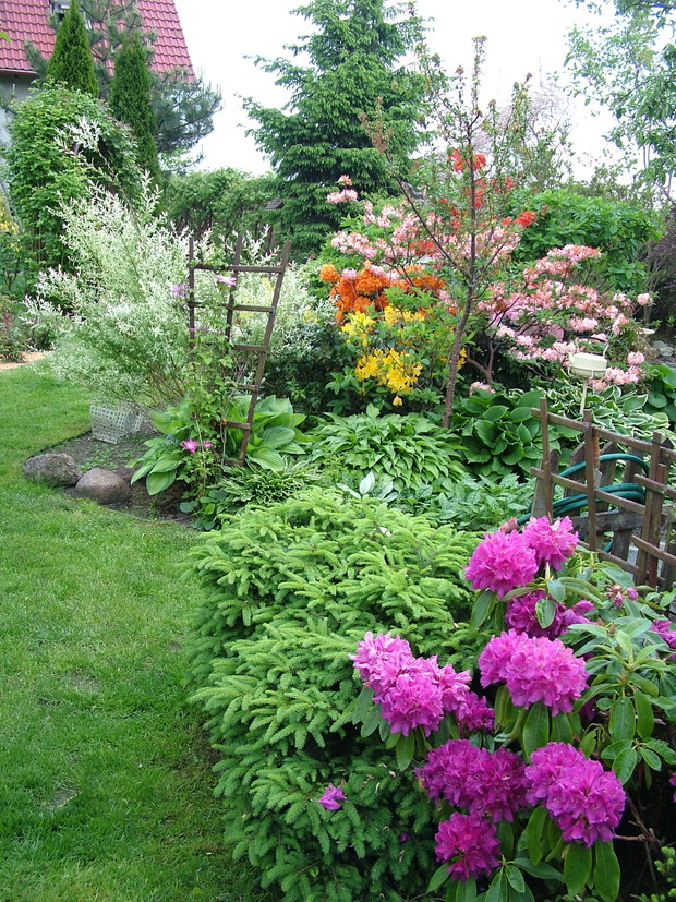 Różanecznik i przekwitający już niestety powojnik Asao