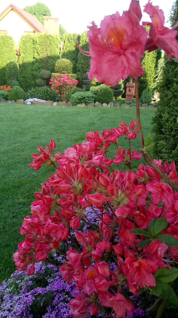 Różanecznik japoński zachwyca swym kolorem.