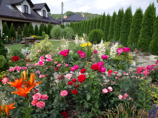Róże i lilie to królowe w moim ogrodzie ,świetnie się uzupełniają.
