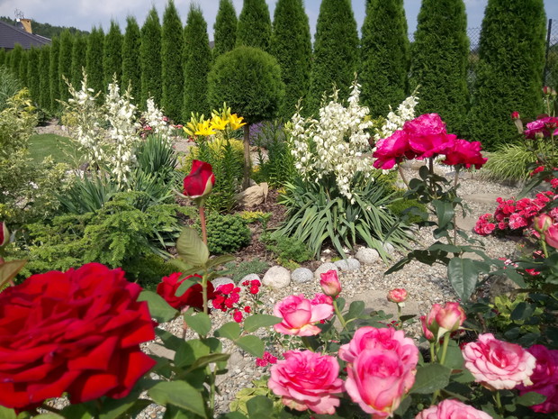 Róze to bardzo wdzięczne kwiaty,kwitną  w moim ogrodzie do samej jesieni.