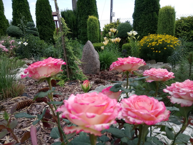 Różowa różyczka a w tle kamień który przyjechał do mojego ogrodu z drugiego końca Polski.