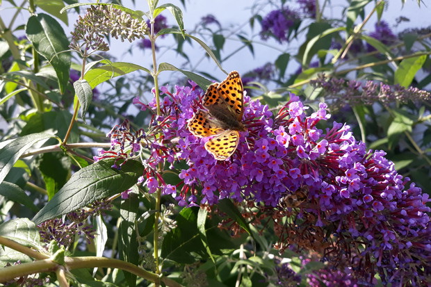 rusałka kratkowiec na mojej budleji