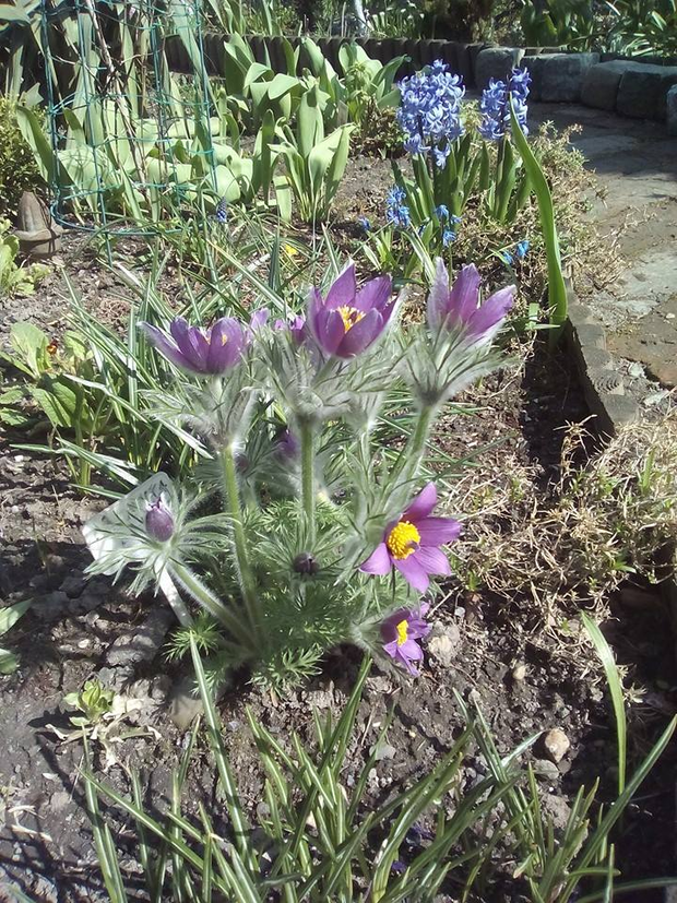 Sasanki i hiacynty  dobrze prezentują się rosnąc obok siebie.