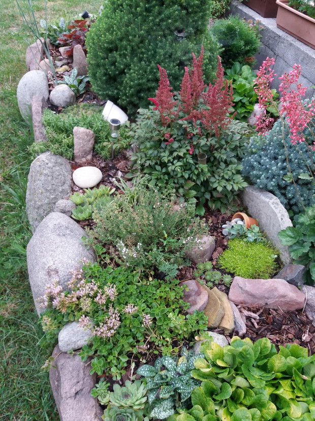 Skalniak ziołowo - kwiatowy