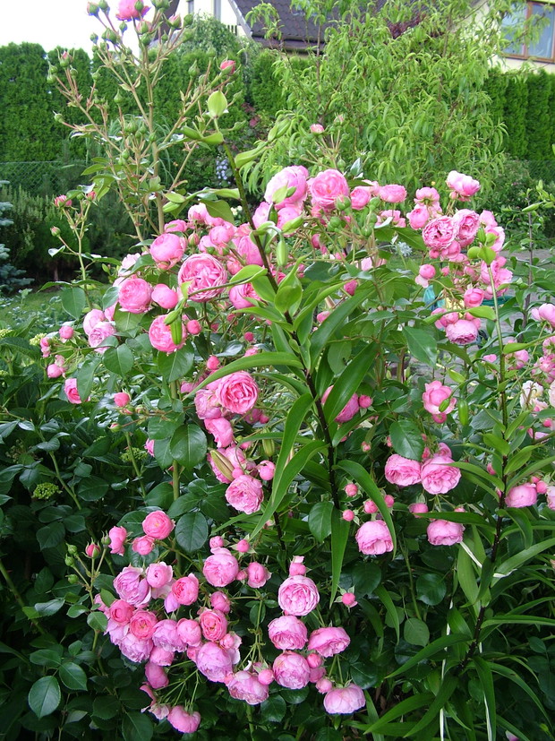 Szalejąca Pomponella