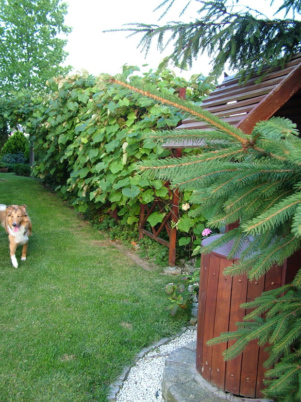 Szpaler winogron po całej szerokości domu i nasz mały przyjaciel