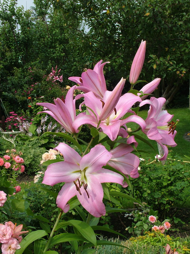 Takich piękności mogłabym również przedstawić nie mało, ale nie sposób niestety wszystko pokazać