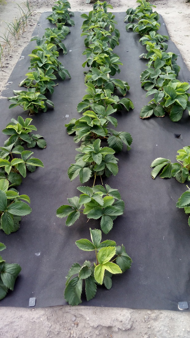 Truskawki na agrowłókninie