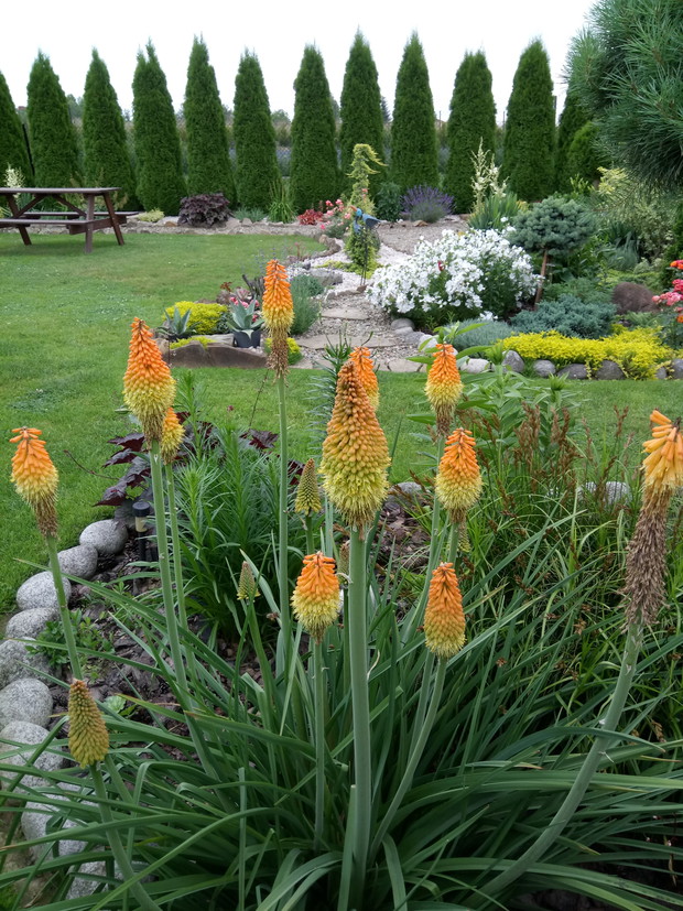 Trytoma zachwyca swoim  ciekawym kształtem 