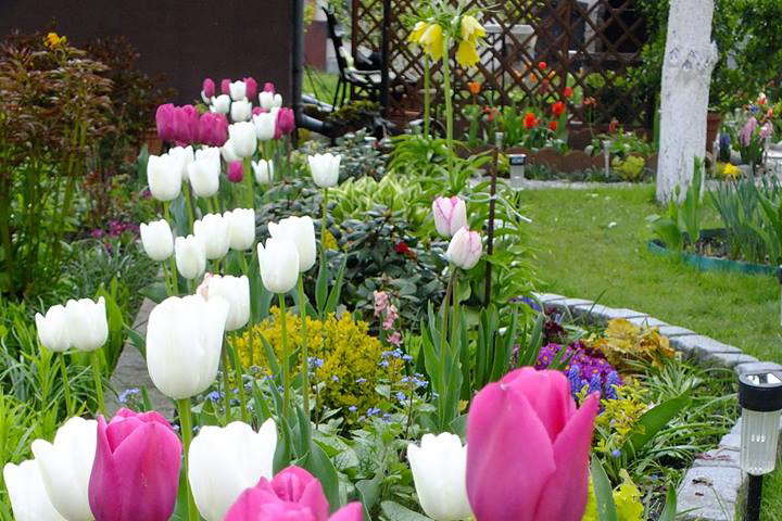 Tulipany - moje ulubione wiosenne kwiaty