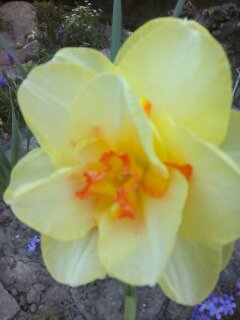 Tulipany to królowe wśród wiosennych cebulowych, a narcyz to książę, zwłaszcza ten! 