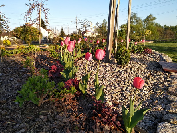 Tulipany zaczynają wiosenny koncert..