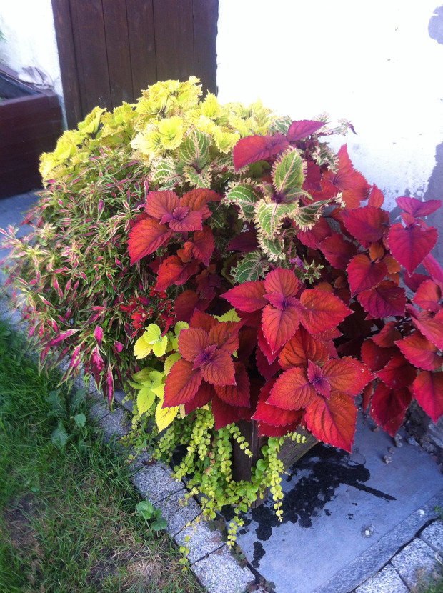 Urokliwe kolory tego lata 