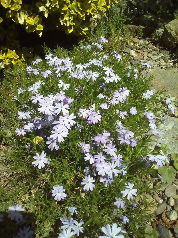 Uwielbiam poduchy floksów szydlastych, które rosną na skalniaku. 