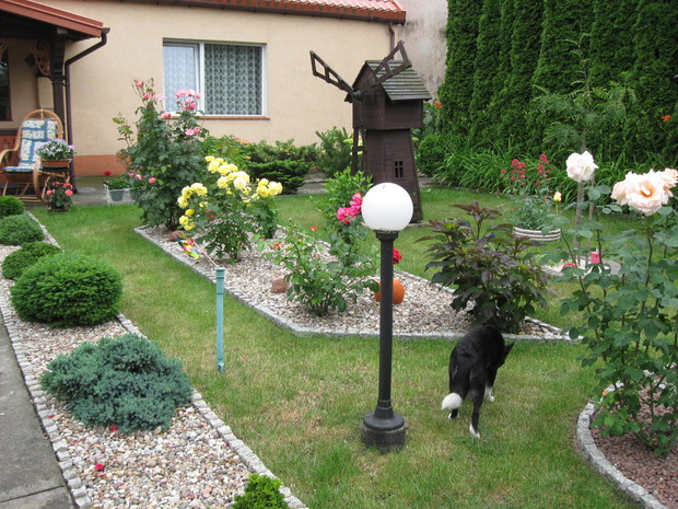 W żwirowych rabatach rosną miniaturowe iglaki i inne krzewy ozdobne