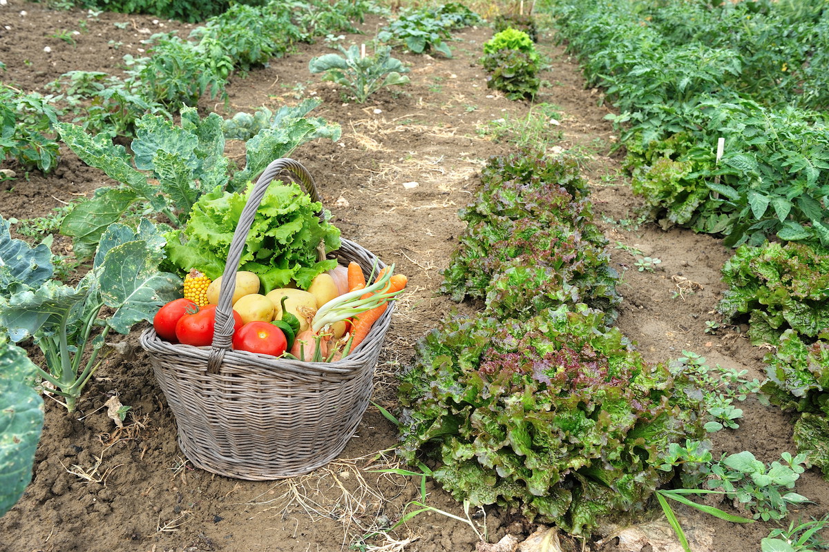 Wakacyjny wysyp warzyw to nie ostatnie zbiory, jakie zazwyczaj czekają na nas przed spadkiem temperatur. W czasie, gdy wykopujemy ziemniaki czy zbieramy pomidory, możemy również pielęgnować warzywa na późny zbiór. (zdj.: Adobe Stock)