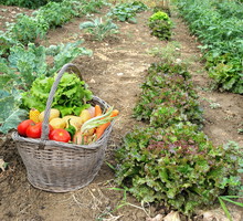 Wakacyjny wysyp warzyw to nie ostatnie zbiory, jakie zazwyczaj czekają na nas przed spadkiem temperatur. W czasie, gdy wykopujemy ziemniaki czy zbieramy pomidory, możemy również pielęgnować warzywa na późny zbiór. (zdj.: Adobe Stock)