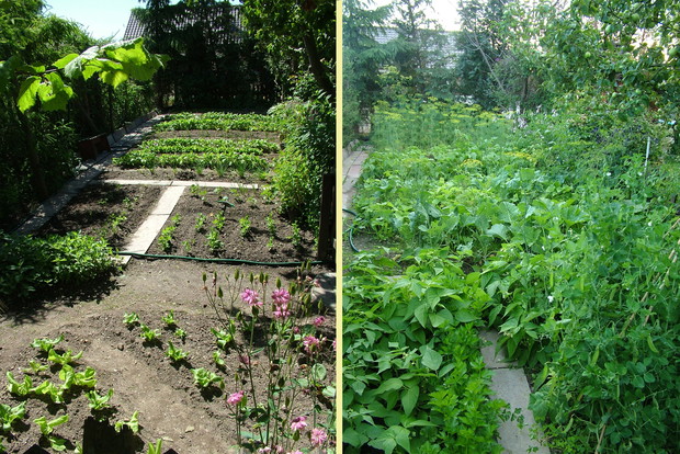 Warzywnik wczesną wiosną i nieco później