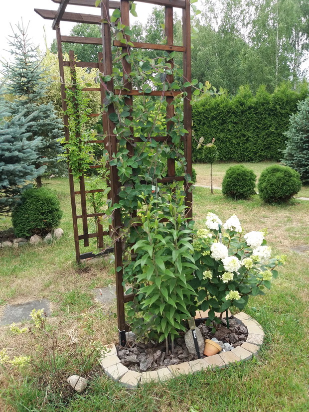 Wdzięczna hortensja