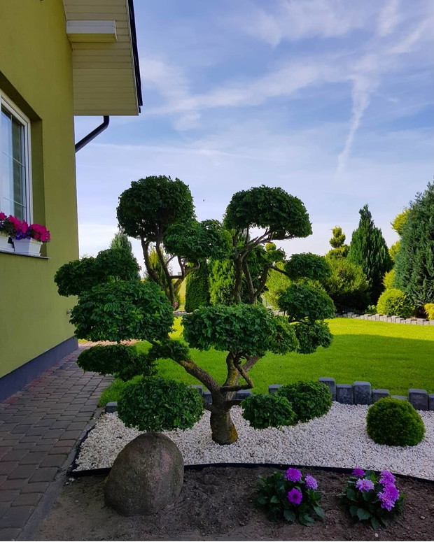 Wiąz polny. Kształtowany przeze mnie na drzewko bonsai od 10 lat.