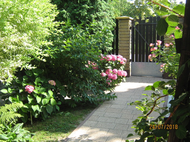Widok chodnika otoczonego hortensjami , wajgelą ,różami oraz dominującą wierzbą  trójkolorową.
