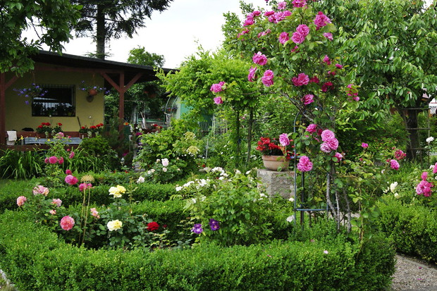 Widok na altanę i róże