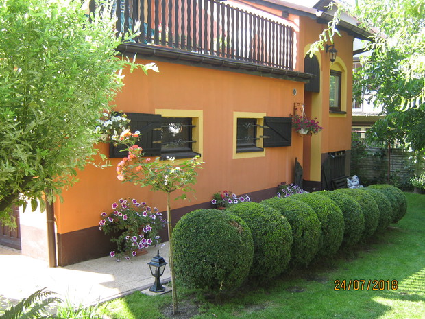 Widok szpaleru bukszpanowego od strony wschodniej.