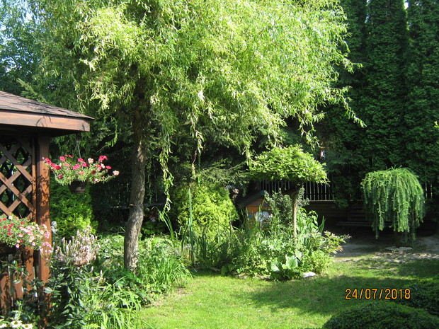 Wierzba mandżurska, inne ujecie .